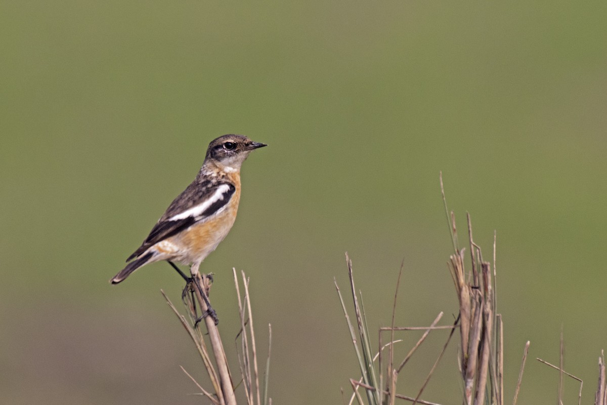 White-throated Bushchat - Arpit Bansal