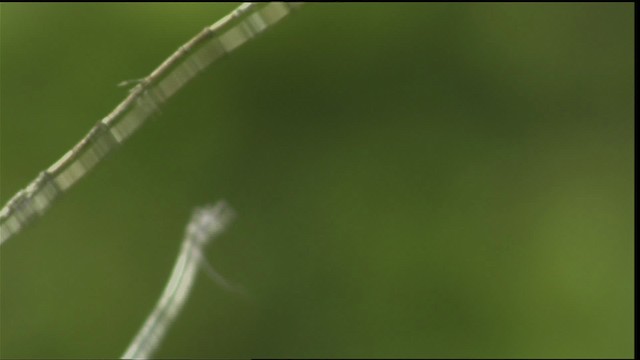 Calliope Hummingbird - ML411647