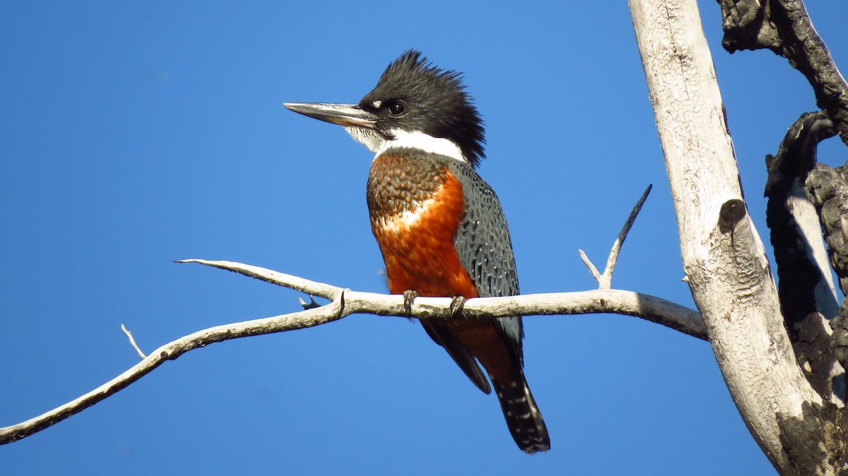 Ringed Kingfisher - ML411647071