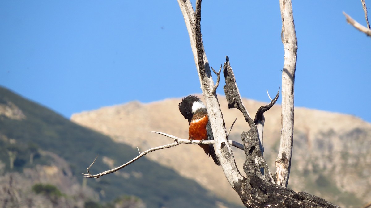 Ringed Kingfisher - ML411647101