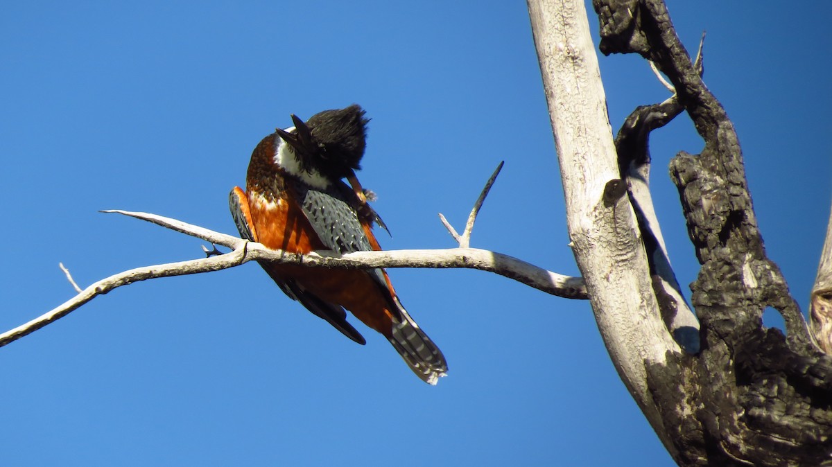 Ringed Kingfisher - ML411647111