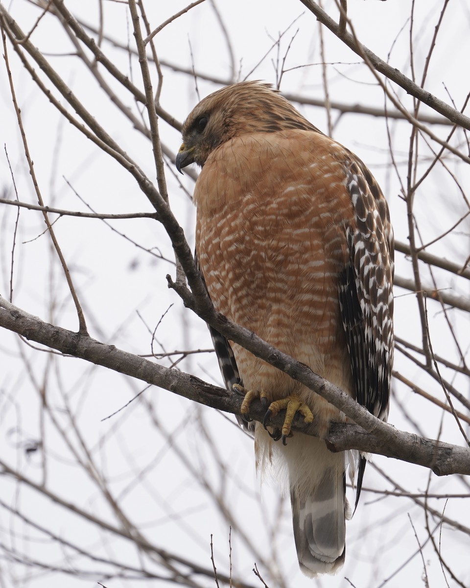 Red-shouldered Hawk - ML411647421