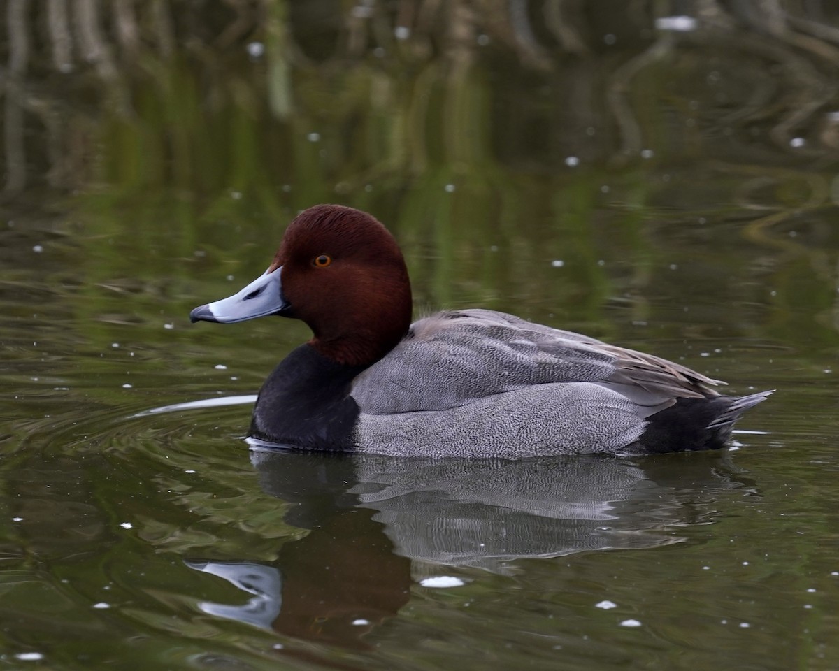 Redhead - ML411647541