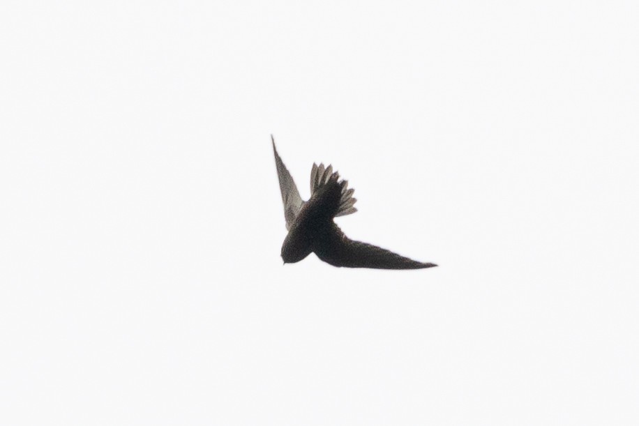Spot-fronted Swift - ML411648281
