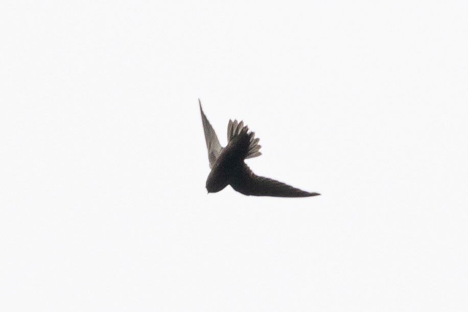 Spot-fronted Swift - Rob Felix