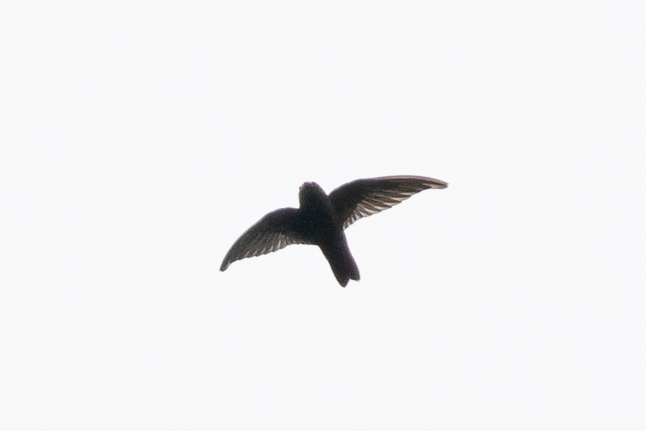 Spot-fronted Swift - ML411648291