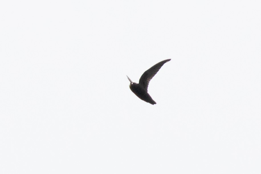 Spot-fronted Swift - ML411648301