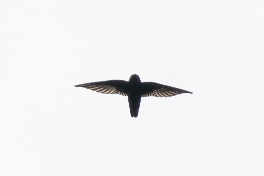 Spot-fronted Swift - ML411648311