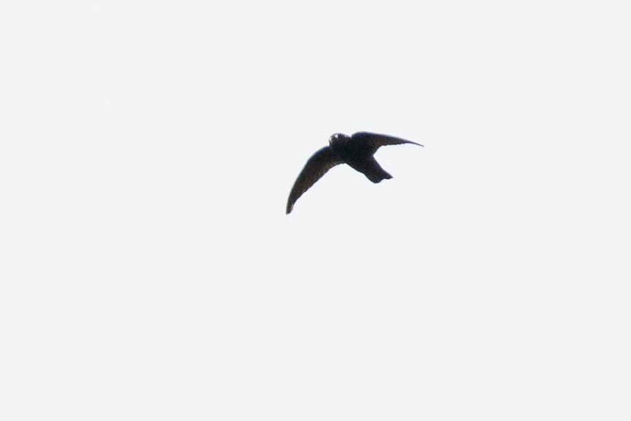 Spot-fronted Swift - ML411648321