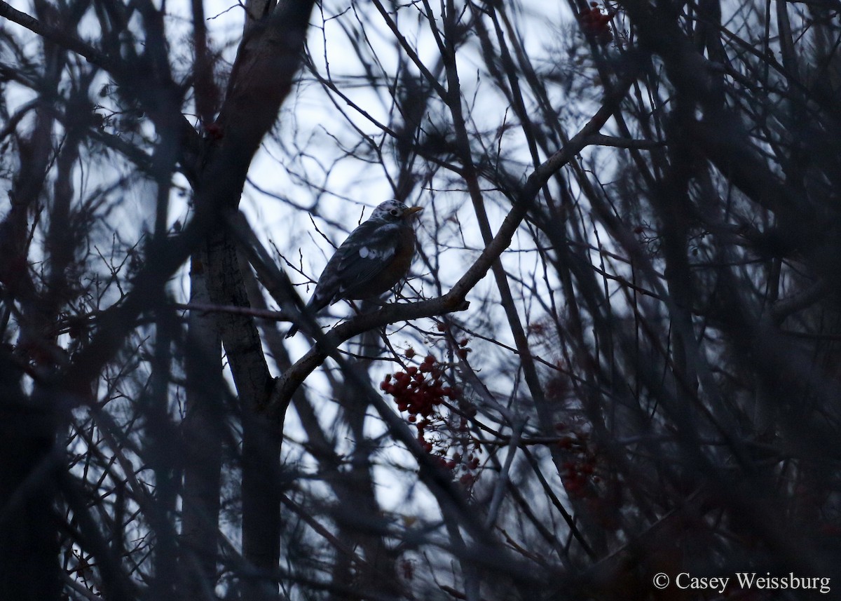 American Robin - ML41164861