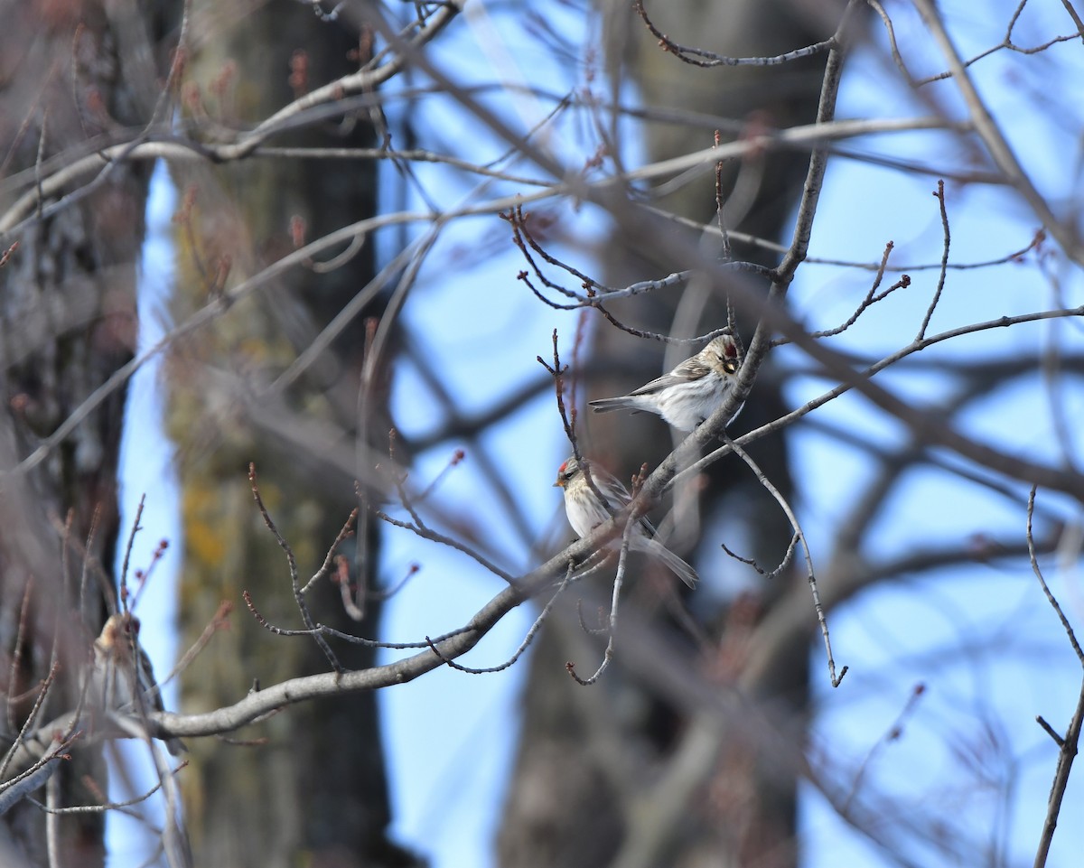 Redpoll (Common) - ML411648811