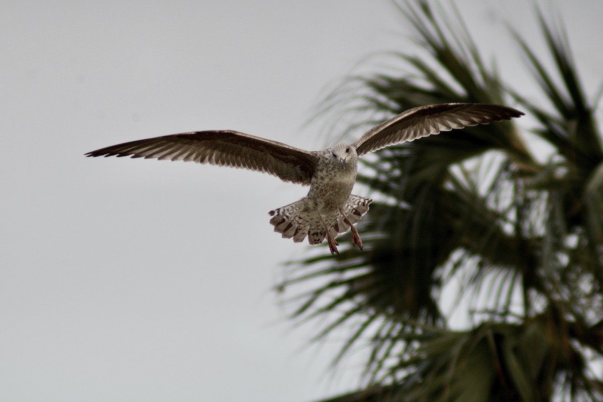 Lesser Black-backed Gull - ML411649101