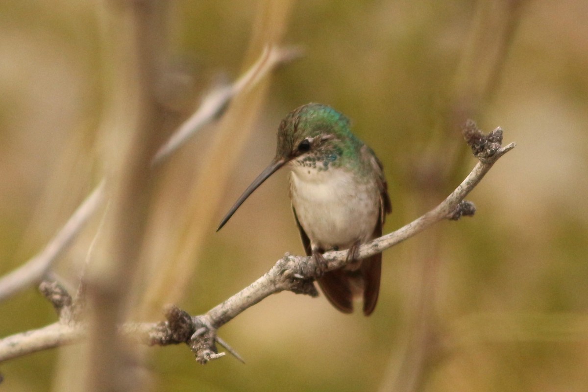 Trochilidae sp. - ML411649211