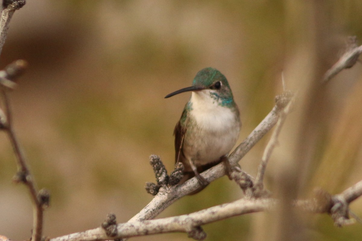 Trochilidae sp. - ML411649221