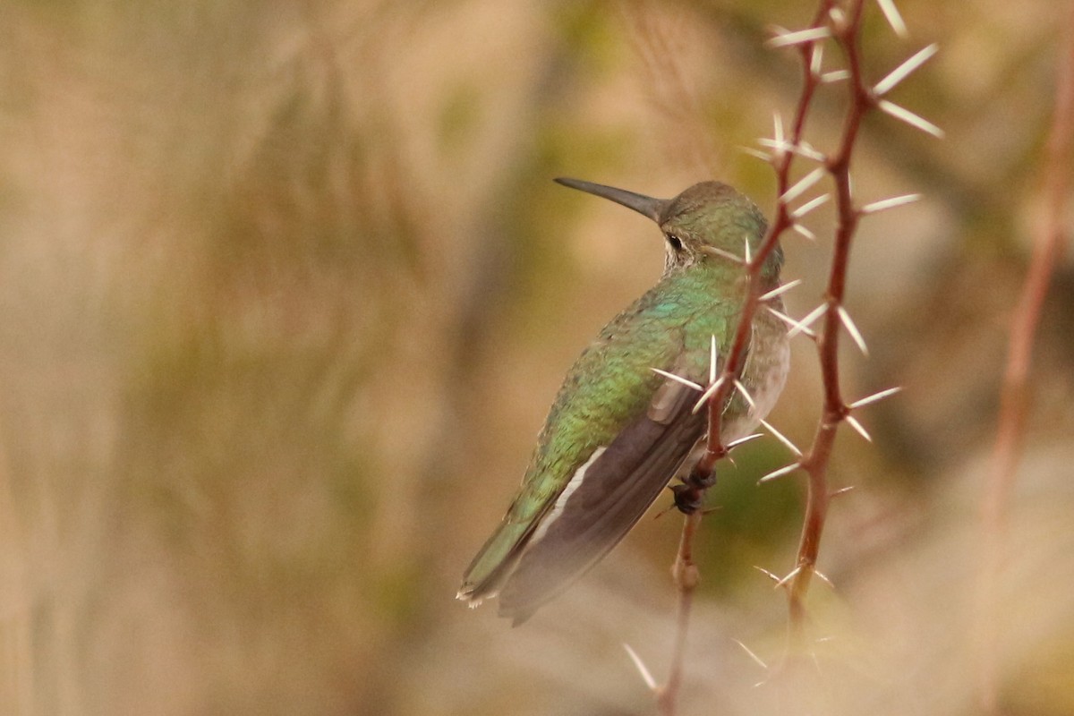 trochilidé sp. - ML411649241