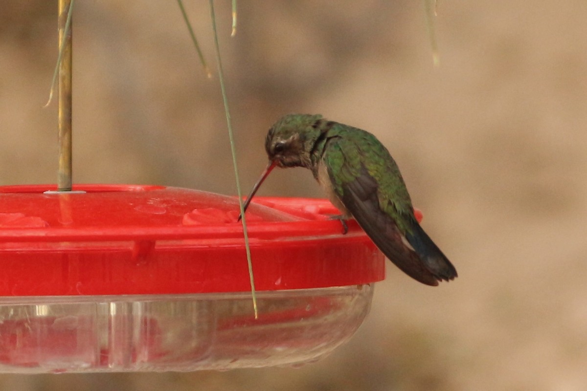Broad-billed Hummingbird - Oscar Johnson
