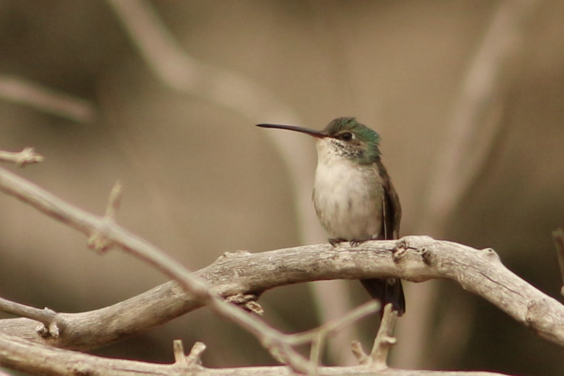 tanımsız Trochilidae sp. - ML411649421