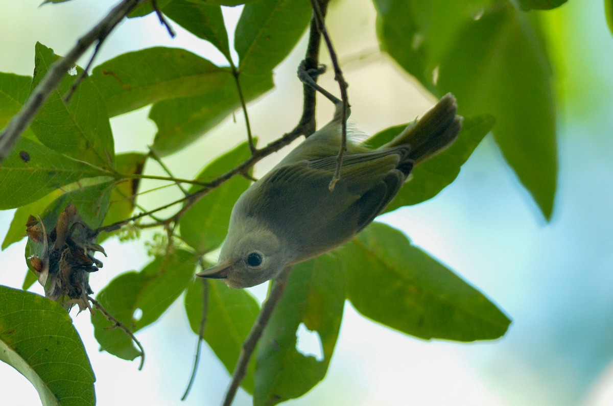 Graukappenvireo (decurtata/darienensis) - ML411649481