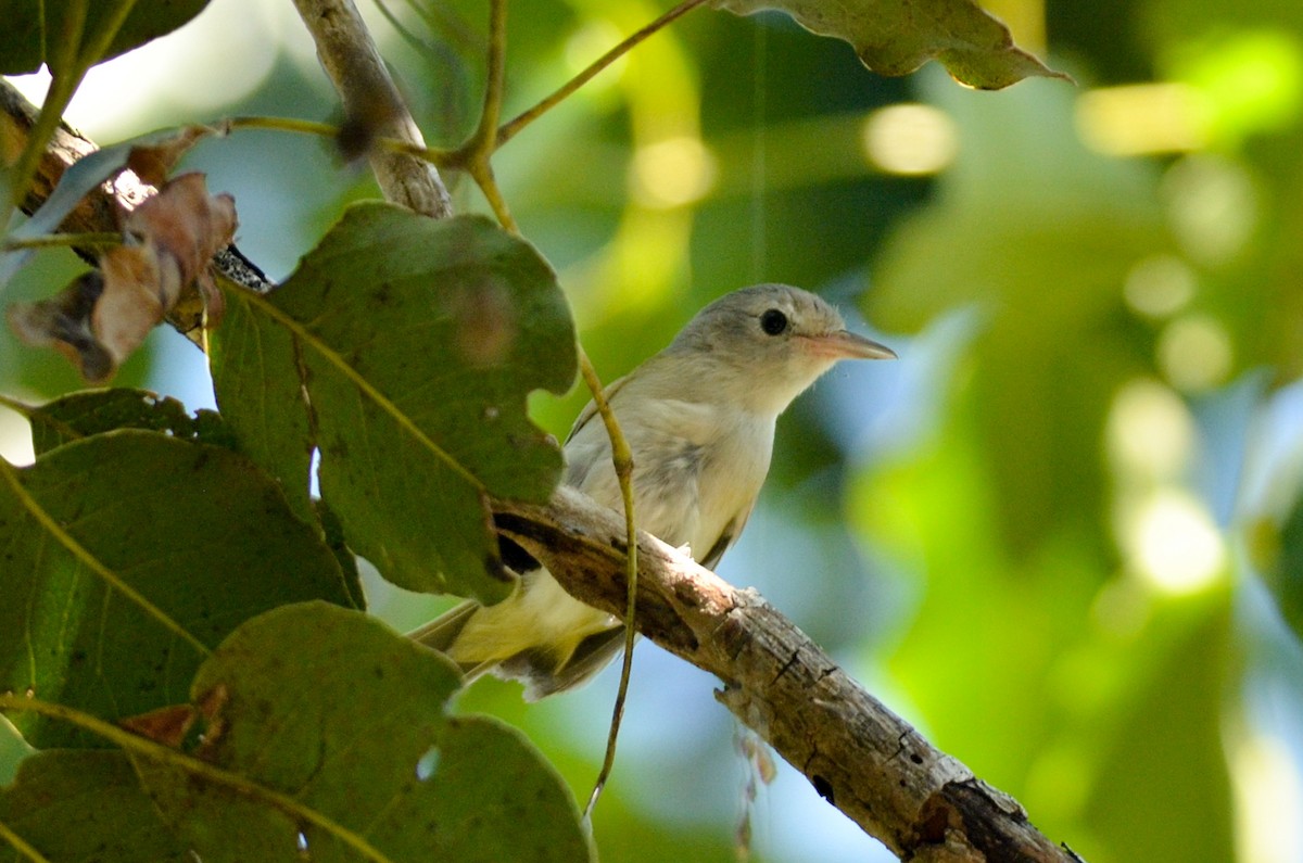 Graukappenvireo (decurtata/darienensis) - ML411649491