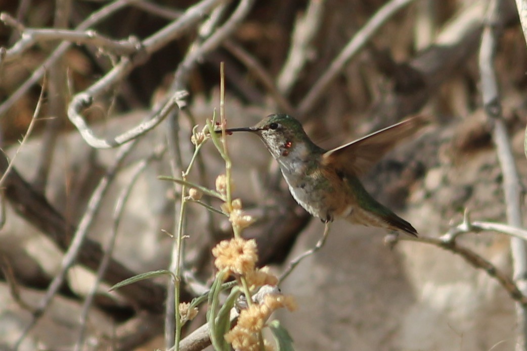 Broad-tailed Hummingbird - Oscar Johnson