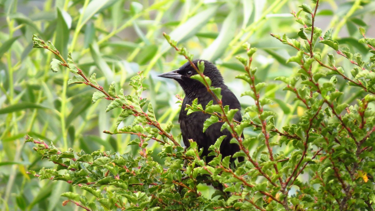 patagoniatrupial - ML411649691