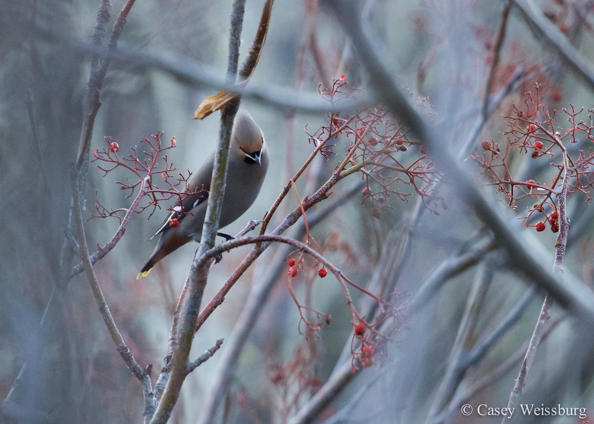 Bohemian Waxwing - ML41164971