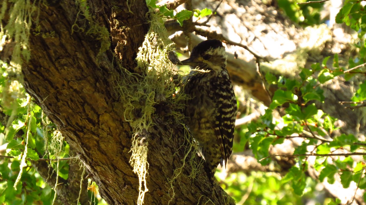 Chilean Flicker - ML411650131