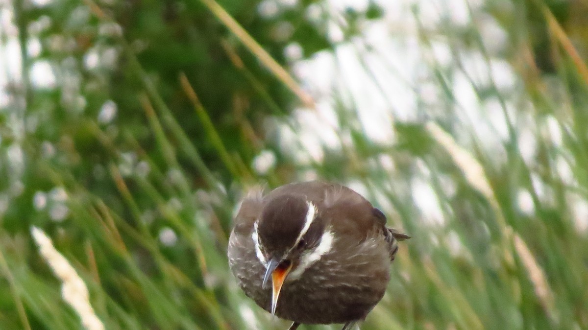 Dark-bellied Cinclodes - ML411650171