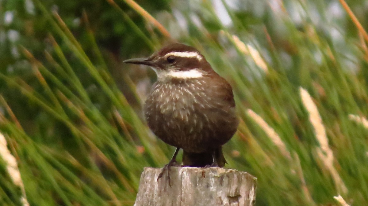 Dark-bellied Cinclodes - ML411650191