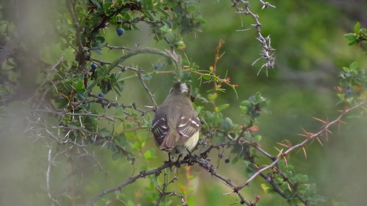 White-crested Elaenia - ML411650301