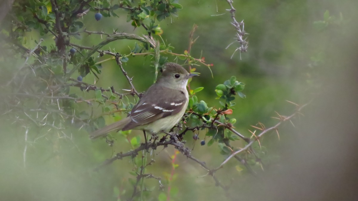 White-crested Elaenia - ML411650331