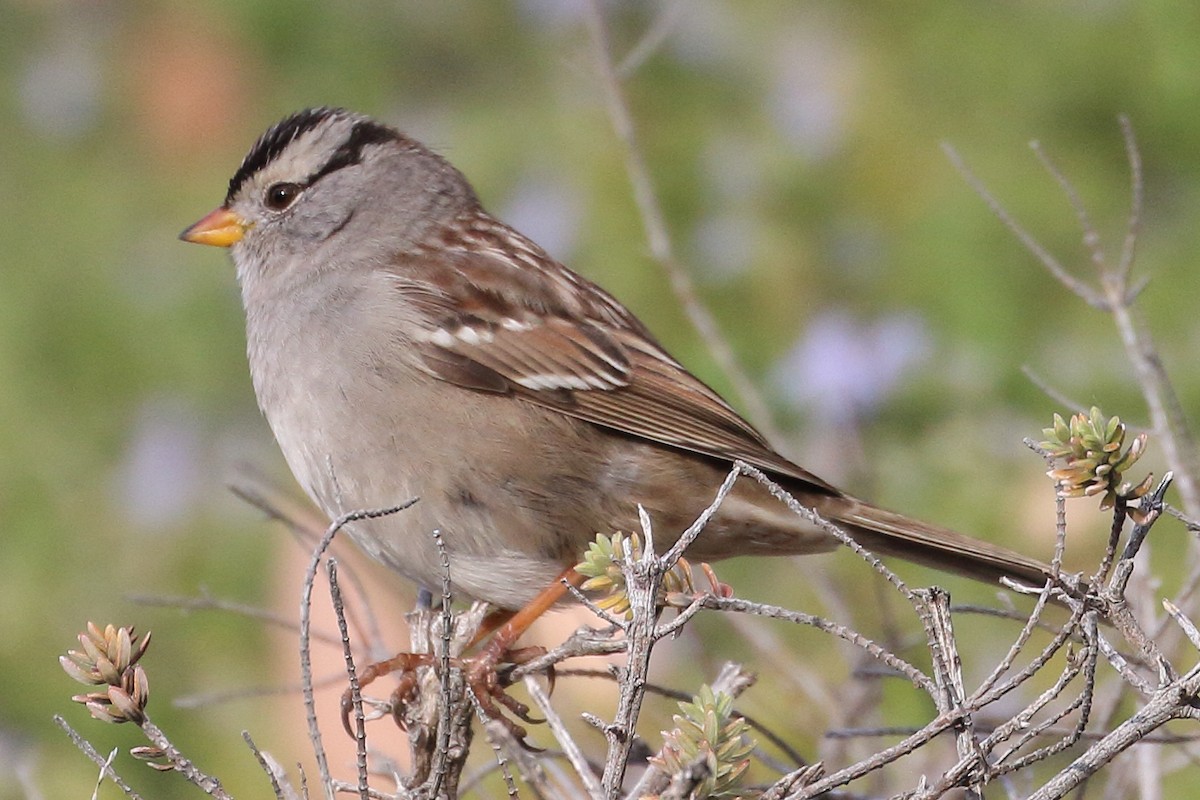 White-crowned Sparrow - Jeffrey Fenwick