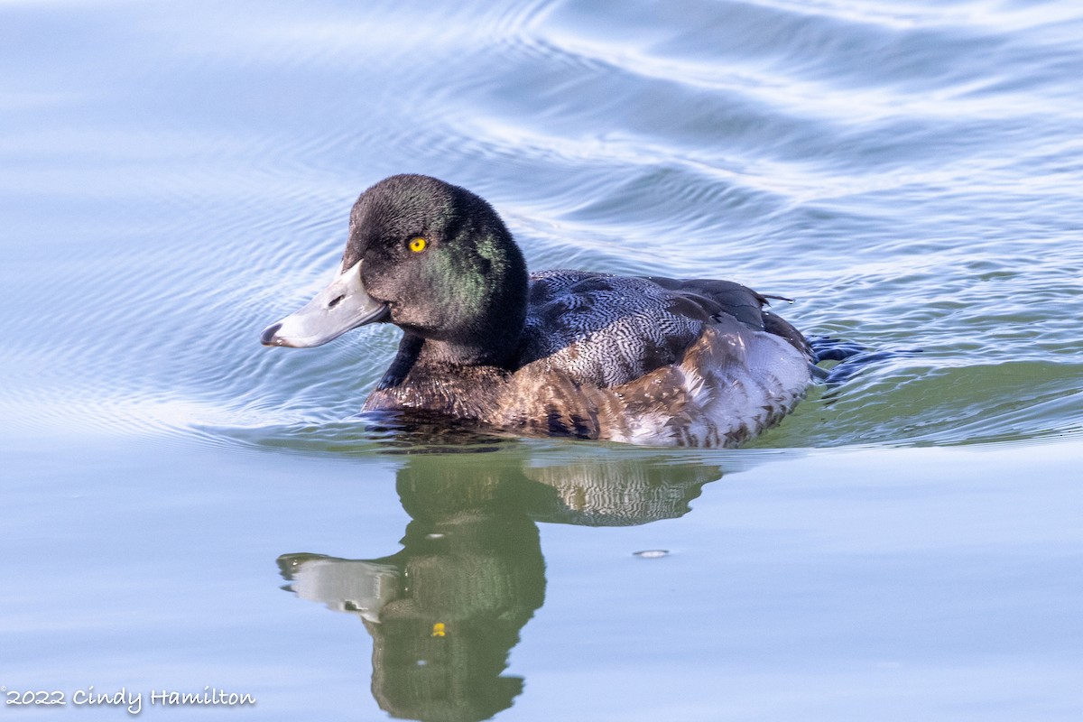 Greater Scaup - Cindy Hamilton