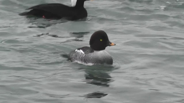 Barrow's Goldeneye - ML411655221