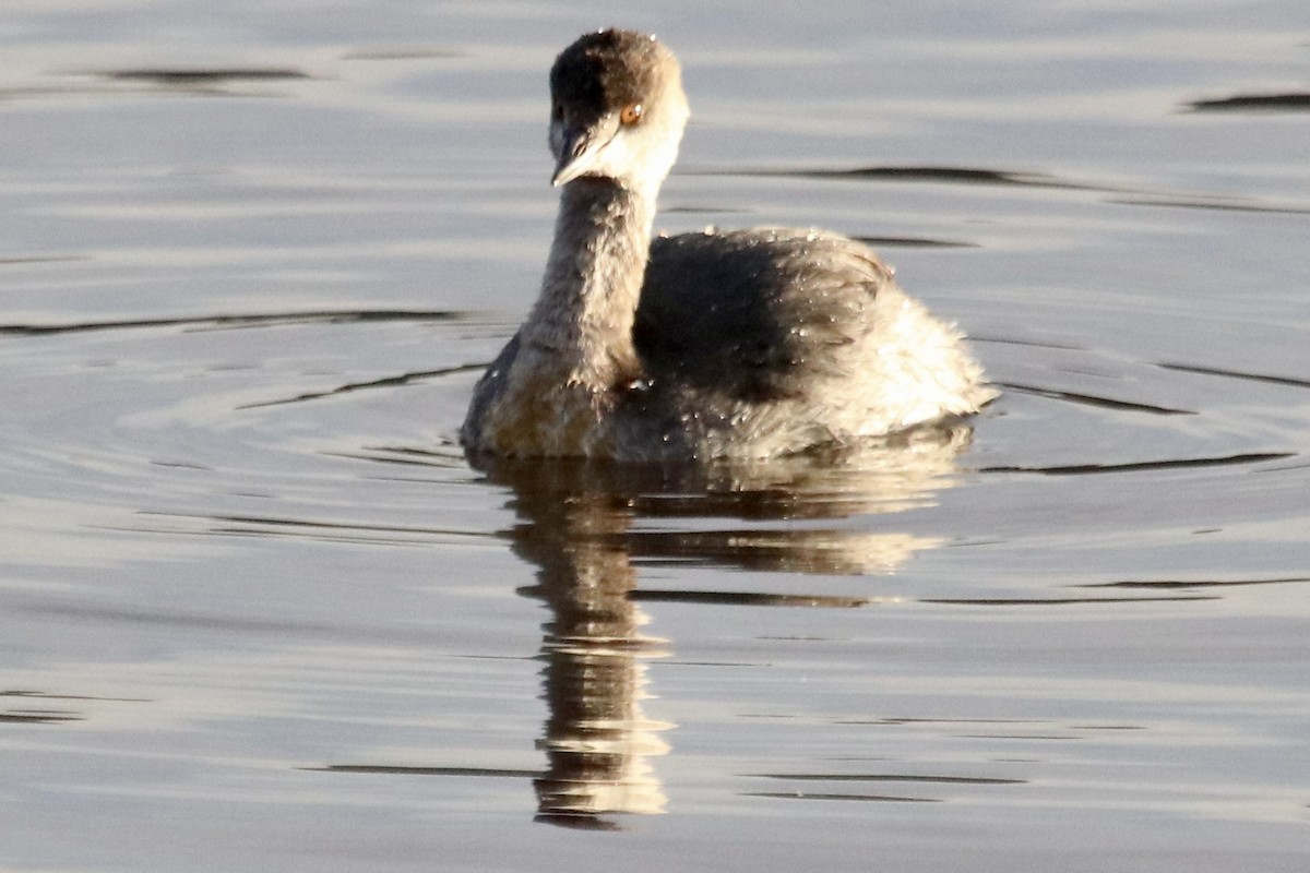 Eared Grebe - ML411655651