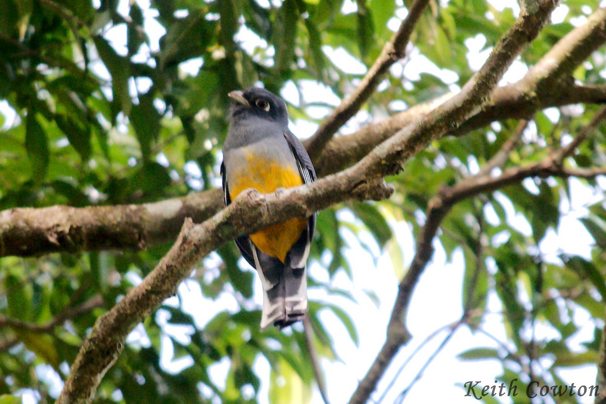 Surucua Trogon (Orange-bellied) - Keith Cowton