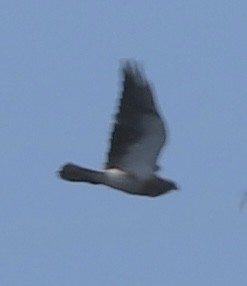 Swainson's Hawk - ML411657051