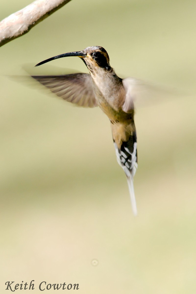 kolibřík Pretreův - ML411657211