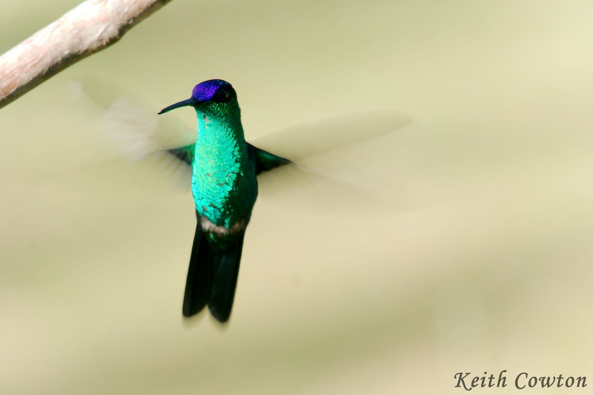 kolibřík fialovotemenný - ML411657271