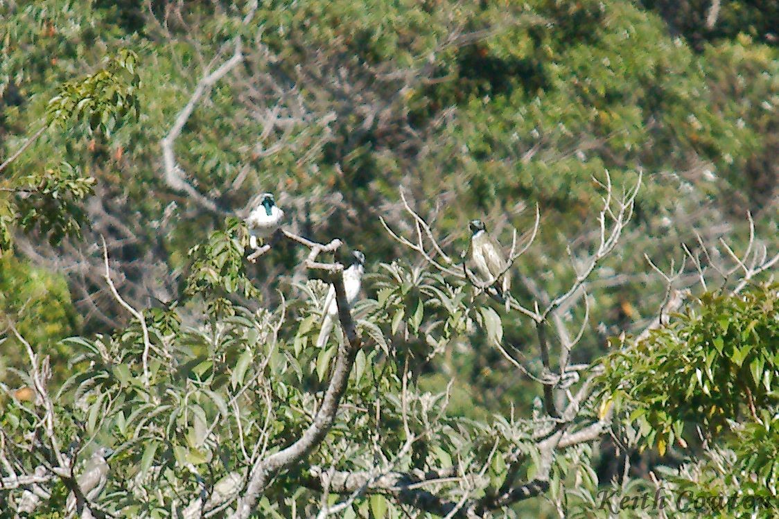 Bare-throated Bellbird - Keith Cowton