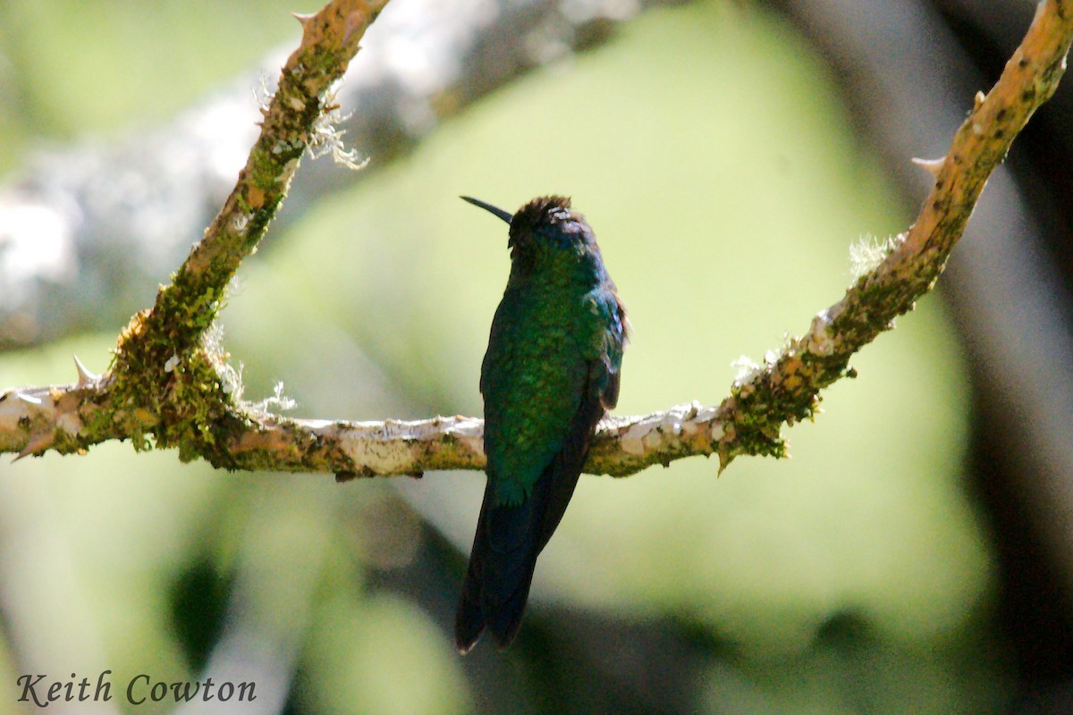 kolibřík zrcadlový - ML411657991