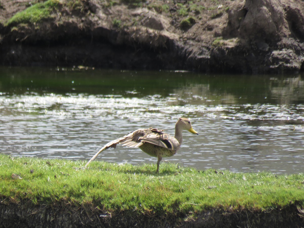 Yellow-billed Pintail - ML41165801