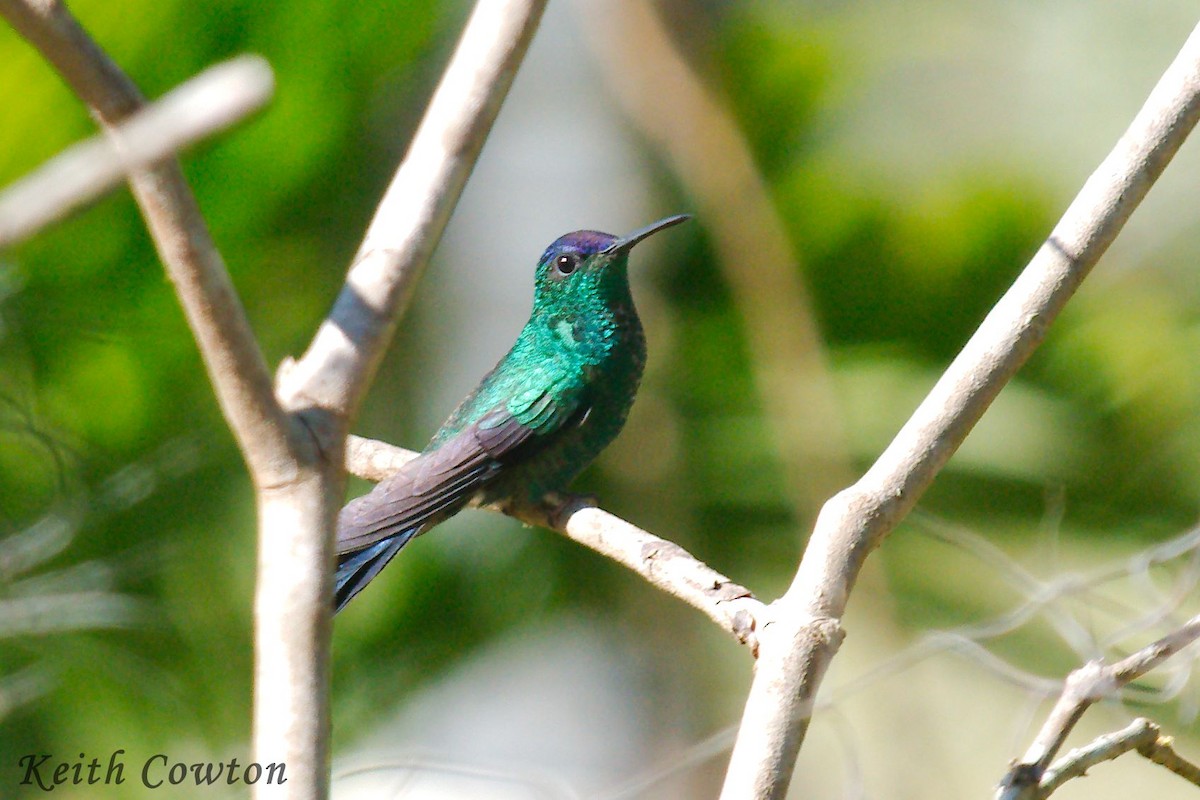 Violet-capped Woodnymph - Keith Cowton