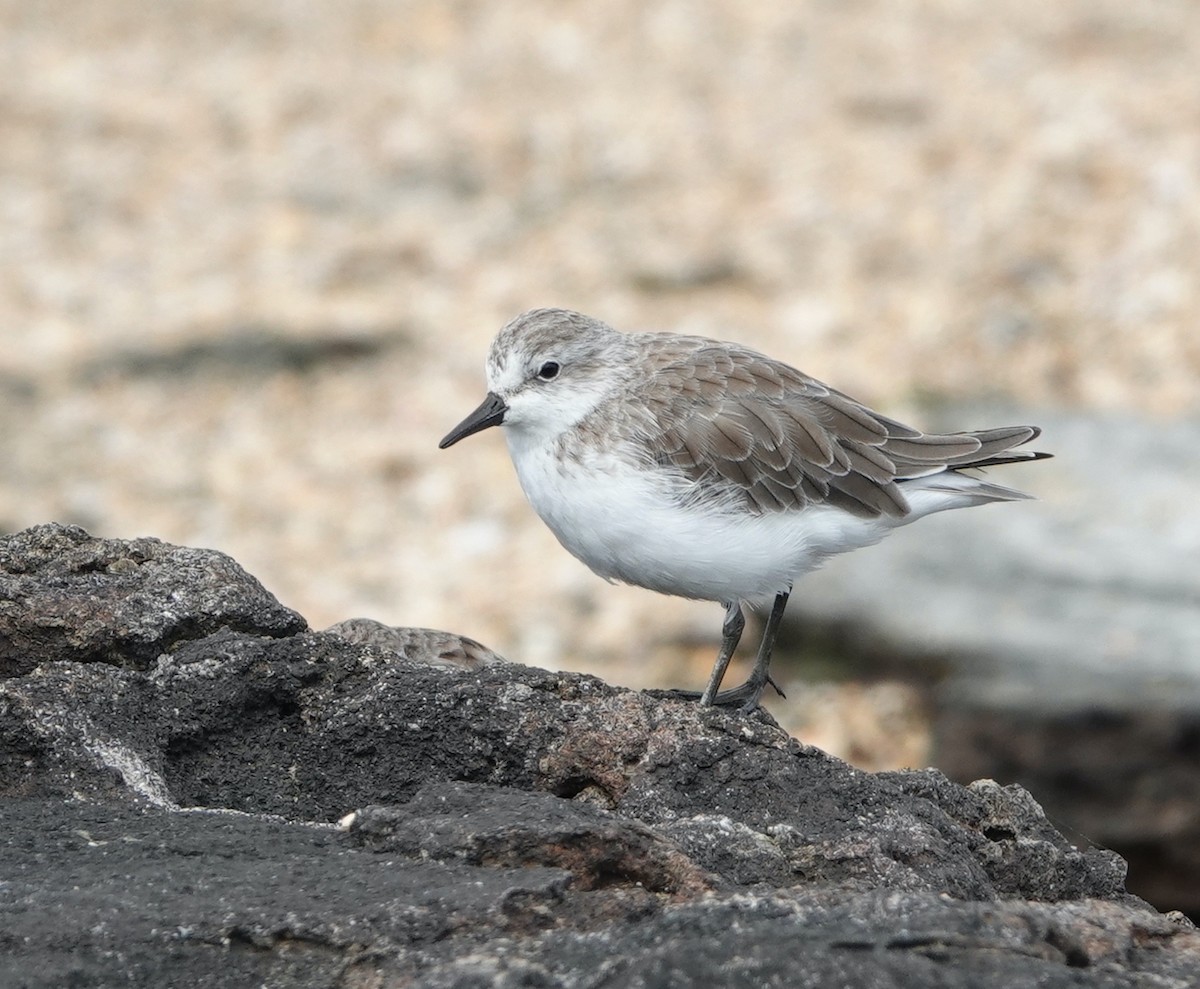 Semipalmated Sandpiper - Kathryn Young