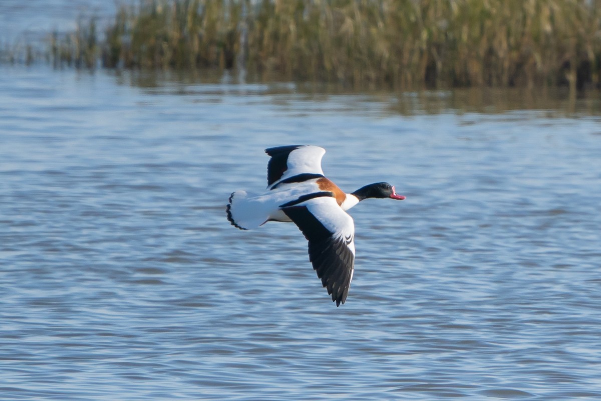 Common Shelduck - Kike Junco