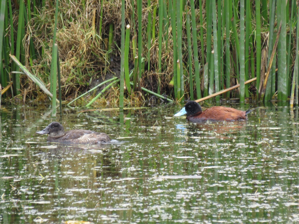 Andean Duck (ferruginea) - ML41166091