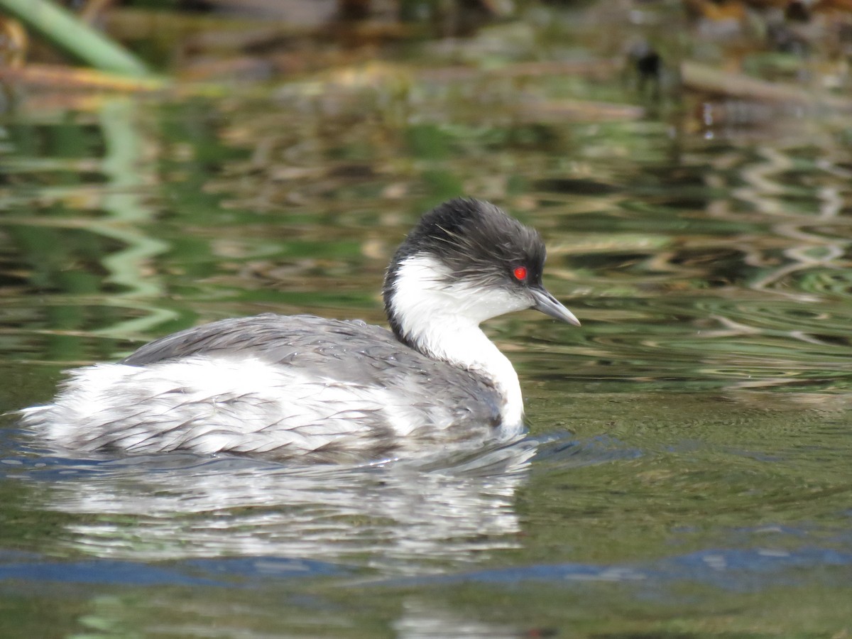 Silvery Grebe - ML41166131