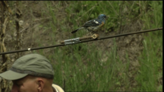 Lazuli Bunting - ML411662