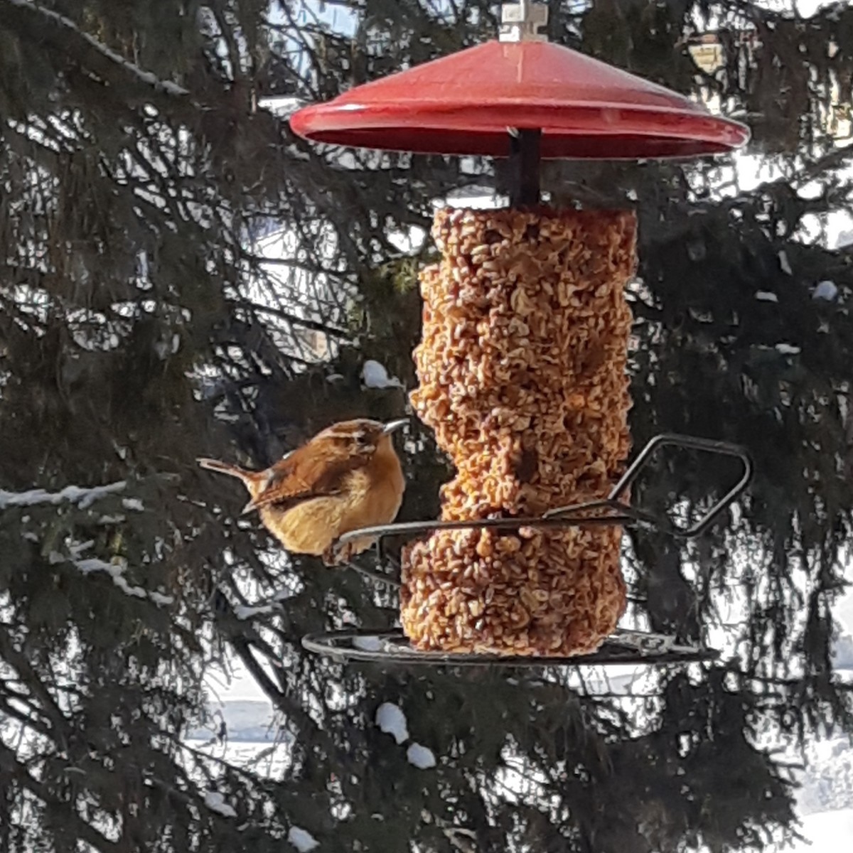 Carolina Wren - ML411662301