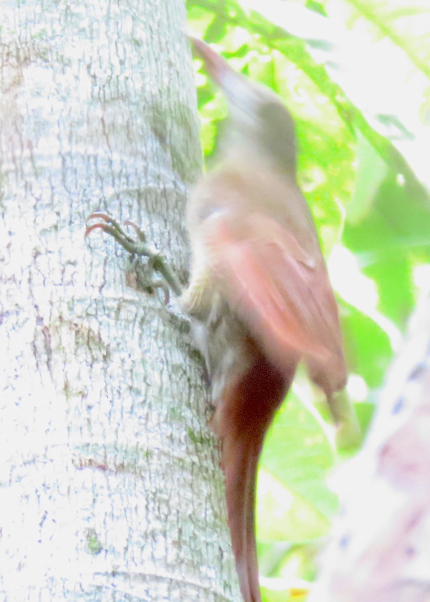 Bar-bellied Woodcreeper - ML411662951